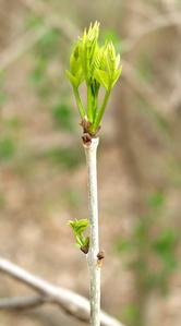 Early growth of white ash