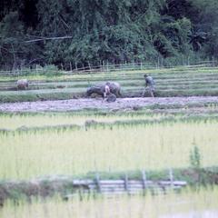Plowing a rice paddy