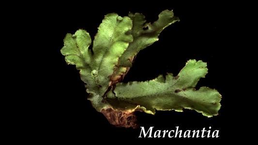 Gametophyte of Marchantia