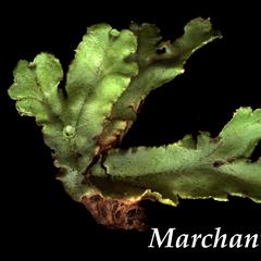 Gametophyte of Marchantia
