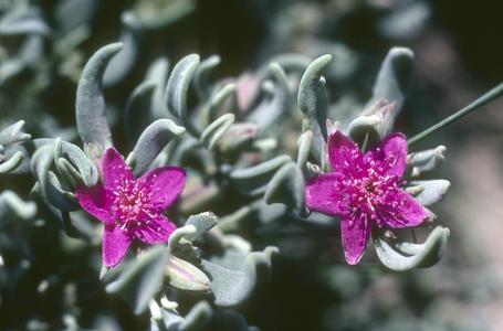 Flowers of Sesuvium portulacastrum, Lago Texcoco