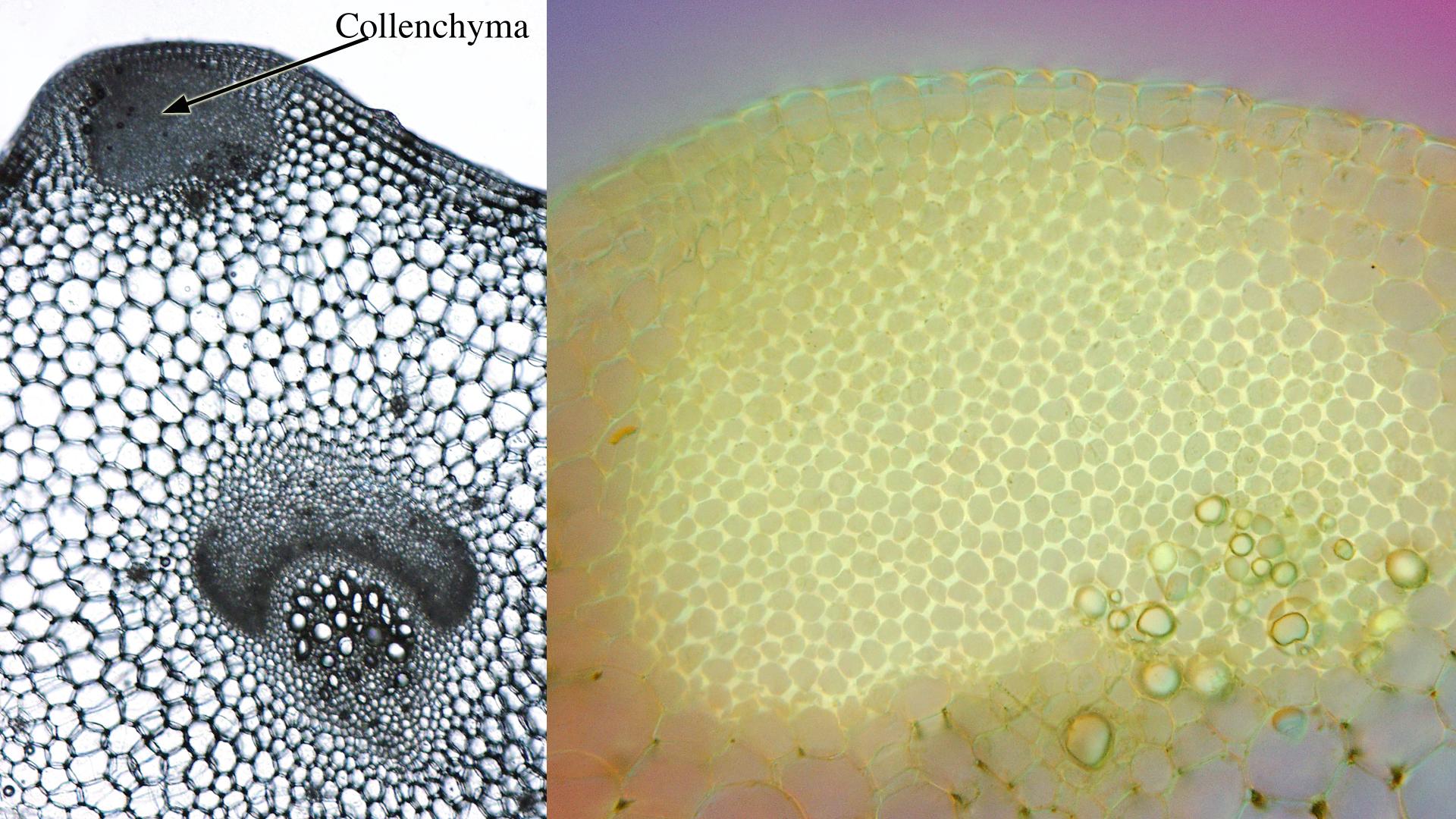 Composite of two views of cross sections of celery petiole at different magnifications