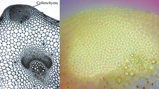 Composite of two views of cross sections of celery petiole at different magnifications