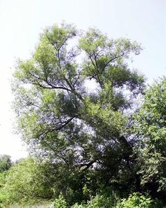 Tree of Salix nigra
