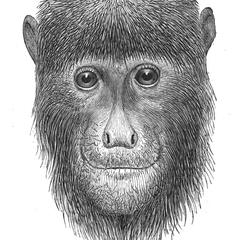 Head of the Vera Cruz Howling Monkey (From Sclater, Proc. Zool. Soc.)