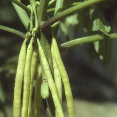 Close-up of fruits of Podandrogyne brevipedunculata