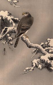 Goshawk on a Snow-covered Pine Branch