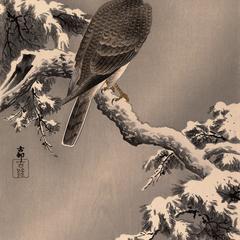 Goshawk on a Snow-covered Pine Branch