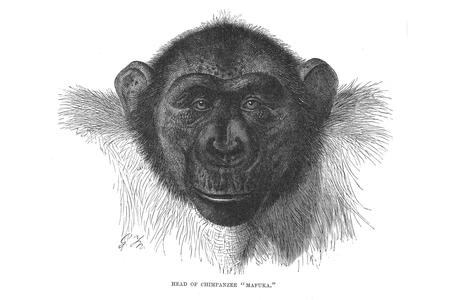 Head of Chimpanzee "Mafuka."