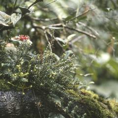 Two species of Ericaceae in Monteverde cloud forest
