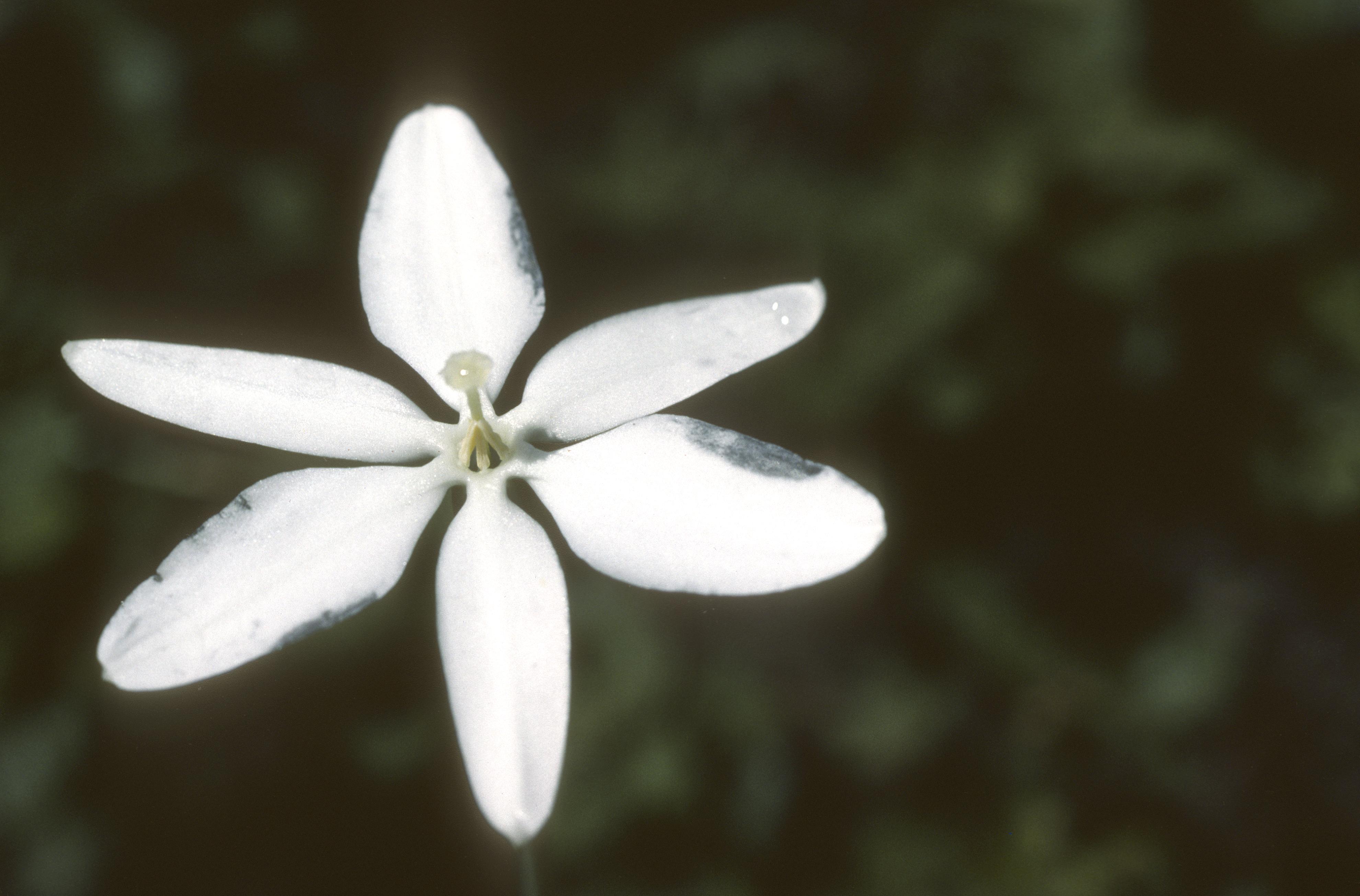 Milla Biflora In Oak Pine Madrone Grassland Uwdc Uw Madison Libraries