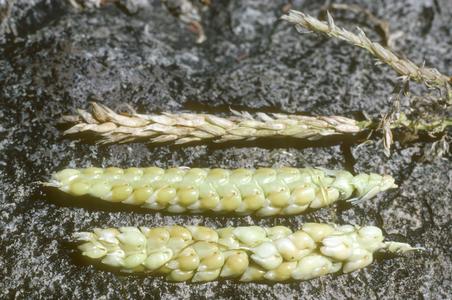 F1 corn-teosinte hybrids