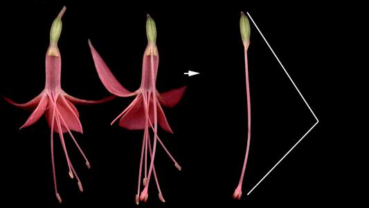 Composite of dissected Fuchsia flowers and insert of pistil