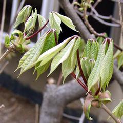 Later growth of horse chestnut