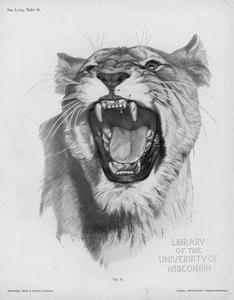Der Löwe, Tafel 10
