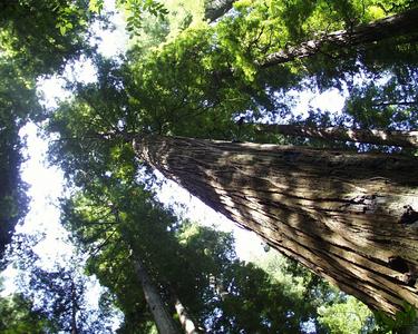 Coastal redwood - tree at Muir's Woods