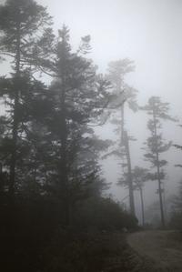 Road through cloud forest, Captzin