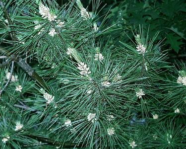 Branches with clusters of male cones in the spring condition of white pine