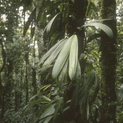 Carloduvica, an epiphytic Cyclanthaceae