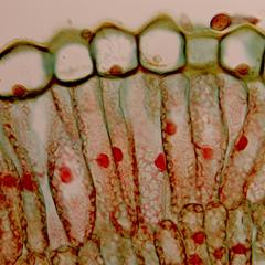 Upper epidermis of a leaf blade of Nerium oleander - a xeromorphic plant