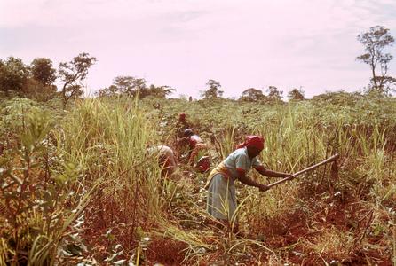Women Working in Fields Near Kawambwa