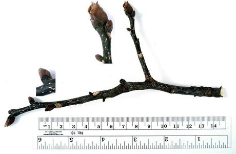 Hickory twig in the winter condition