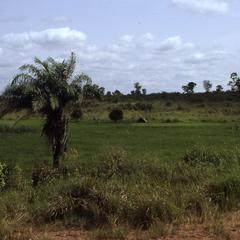 Rice fields near Ontisha