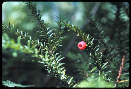 Taxus canadensis, Devil's Lake State Park; the "berry" is an aril associated with the seed.