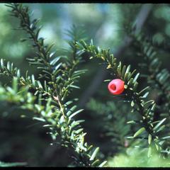 Taxus canadensis, Devil's Lake State Park; the "berry" is an aril associated with the seed.