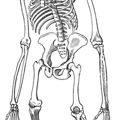 Gorilla Skeleton Print