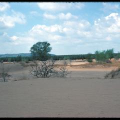 Sand blow and dunes, Blue River State Scientific Area