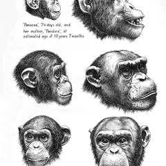 Chimpanzee Heads Print