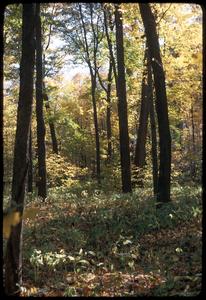 Fall view of Abraham's Woods, State Natural Area