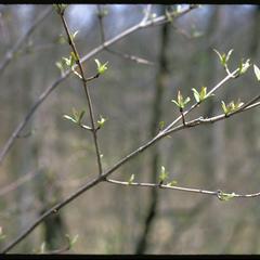 Gray dogwood in the early spring, Madison School Forest