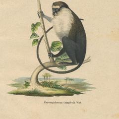 Campbell's Monkey Print