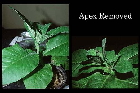 Tobacco plants 1. control with intact apex, and 2. plant with apex removed two weeks earlier