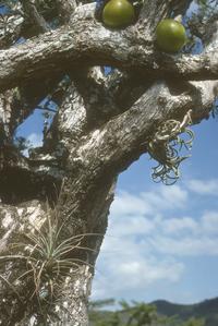 Crescentia tree with bromeliads, Laguna Retana