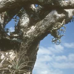 Crescentia tree with bromeliads, Laguna Retana