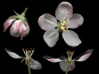 Dissected flowers of Malus domestica
