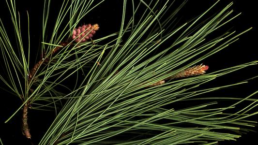 Red pine boughs one with a cluster of male cones and the other with a solitary female cone at time of pollination