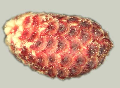 Microsporangiate cone of red pine