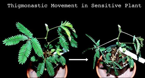 Thigmonastic response of sensitive plant - images of before and after touch stimulus