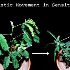 Thigmonastic response of sensitive plant - images of before and after touch stimulus