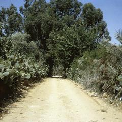 Country Road Lined with Cactus Outside Village of Dahman