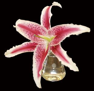 Lily flower with stamens removed showing view of superior ovary