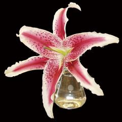 Lily flower with stamens removed showing view of superior ovary