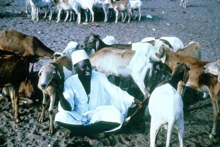 Malian Sheep Dealer