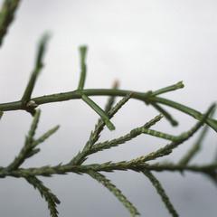 A cypress branch with the mistletoe that mimics it