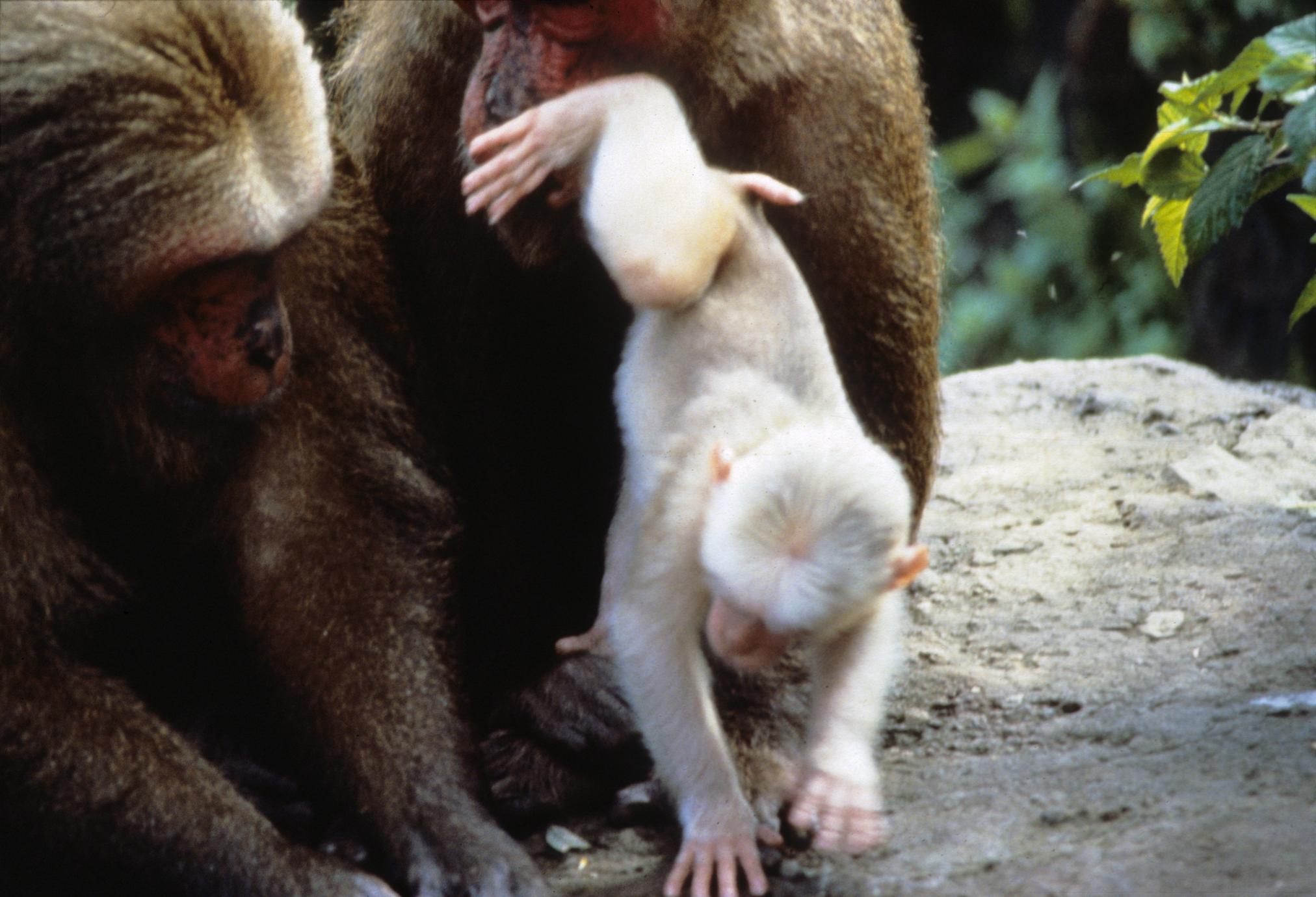 ‎Macaca arctoides - UWDC - UW-Madison Libraries