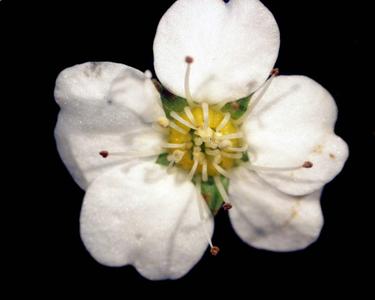Detail of a flower of Spirea vanhouttei